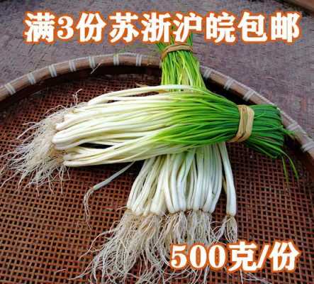 北方能生长荞头吗,荞头适合哪个地方种植-第1张图片-厨房小当家 北方能生长荞头吗,荞头适合哪个地方种植-第1张图片-厨房小当家