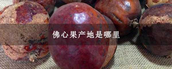 佛心果产自哪里(佛心果产自哪里,为什么有颜色)-第3张图片-厨房小当家 佛心果产自哪里(佛心果产自哪里,为什么有颜色)-第3张图片-厨房小当家