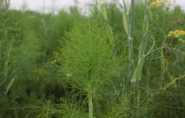 哪里的茴香菜(茴香产于哪里)-第3张图片-厨房小当家 哪里的茴香菜(茴香产于哪里)-第3张图片-厨房小当家