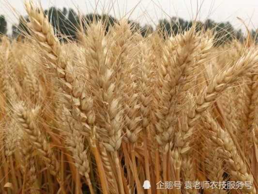 小麦麦在哪里(麦子麦偏旁是什么)-第2张图片-厨房小当家 小麦麦在哪里(麦子麦偏旁是什么)-第2张图片-厨房小当家