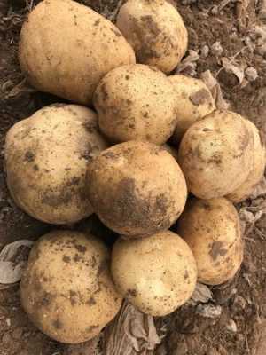 土豆蘑菇哪里产（土豆蘑菇哪里产的）-第2张图片-厨房小当家