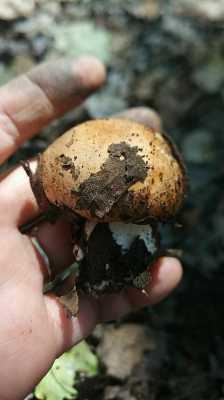 土豆蘑菇哪里产（土豆蘑菇哪里产的）-第1张图片-厨房小当家