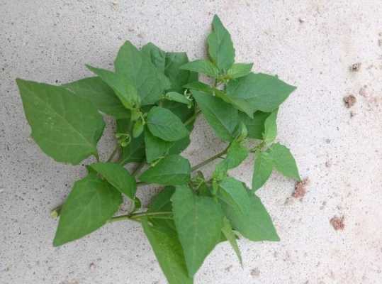 广州哪里有野菜(广州有哪些野菜)-第1张图片-厨房小当家 广州哪里有野菜(广州有哪些野菜)-第1张图片-厨房小当家