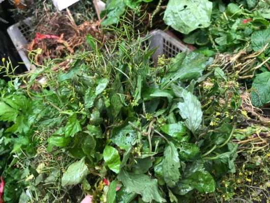 广州哪里有野菜(广州有哪些野菜)-第2张图片-厨房小当家 广州哪里有野菜(广州有哪些野菜)-第2张图片-厨房小当家