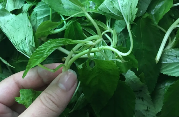 广州哪里有野菜(广州有哪些野菜)-第3张图片-厨房小当家 广州哪里有野菜(广州有哪些野菜)-第3张图片-厨房小当家