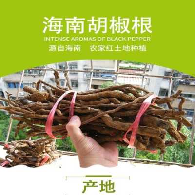 胡椒根的功效与作用,哪里有胡椒根卖-第3张图片-厨房小当家 胡椒根的功效与作用,哪里有胡椒根卖-第3张图片-厨房小当家