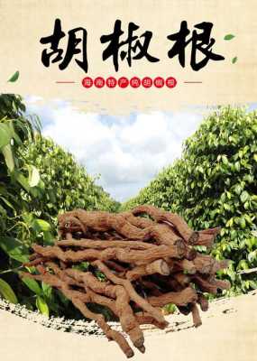 胡椒根的功效与作用,哪里有胡椒根卖-第1张图片-厨房小当家 胡椒根的功效与作用,哪里有胡椒根卖-第1张图片-厨房小当家
