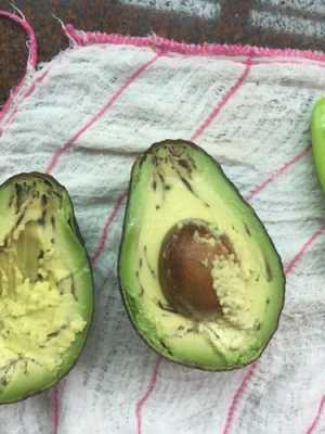 牛油果哪里生(牛油果外皮黑了,里面还是硬的,切开都啃不动,怎么回事)-第1张图片-厨房小当家 牛油果哪里生(牛油果外皮黑了,里面还是硬的,切开都啃不动,怎么回事)-第1张图片-厨房小当家