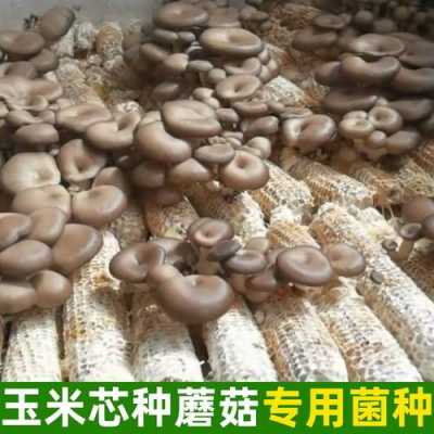 蘑菇包产自哪里(蘑菇包批发价)-第3张图片-厨房小当家 蘑菇包产自哪里(蘑菇包批发价)-第3张图片-厨房小当家