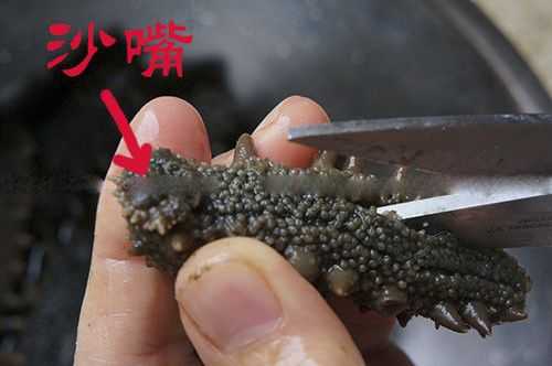 海参哪里是沙嘴(海参的嘴巴是怎样的)-第1张图片-厨房小当家 海参哪里是沙嘴(海参的嘴巴是怎样的)-第1张图片-厨房小当家