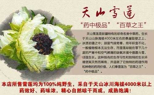 藏雪莲吃哪里(雪莲怎么吃好吃)-第3张图片-厨房小当家 藏雪莲吃哪里(雪莲怎么吃好吃)-第3张图片-厨房小当家