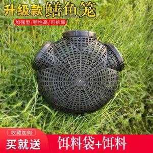 下鳝鱼什么笼子最好,黄鳝哪里最补肾-第3张图片-厨房小当家 下鳝鱼什么笼子最好,黄鳝哪里最补肾-第3张图片-厨房小当家