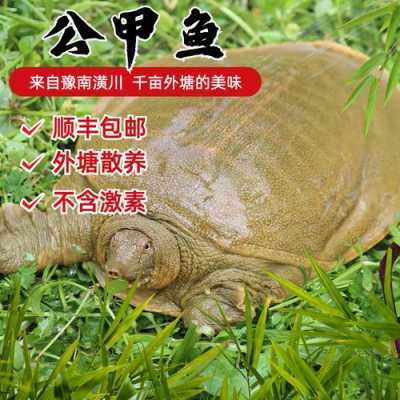 全国哪里野生甲鱼最多,哪里有野生鳖养殖基地-第3张图片-厨房小当家 全国哪里野生甲鱼最多,哪里有野生鳖养殖基地-第3张图片-厨房小当家