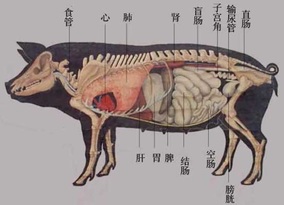 猪膀胱连接哪里(猪膀胱连着什么器官)-第1张图片-厨房小当家 猪膀胱连接哪里(猪膀胱连着什么器官)-第1张图片-厨房小当家