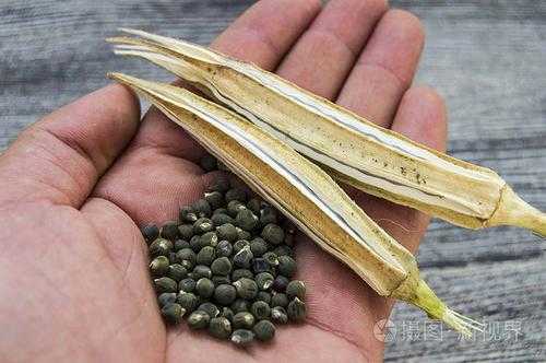 秋葵是哪里的（秋葵种子是从哪里来的）-第2张图片-厨房小当家