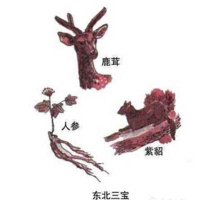 东北三宝主产区,哪里喜欢鹿茸人参呢-第3张图片-厨房小当家 东北三宝主产区,哪里喜欢鹿茸人参呢-第3张图片-厨房小当家