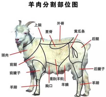 羊腱是哪个位置,羊的哪个部位壮阳-第2张图片-厨房小当家 羊腱是哪个位置,羊的哪个部位壮阳-第2张图片-厨房小当家
