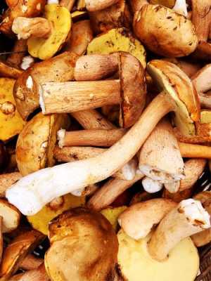 哪里产大腿蘑菇（哪里产大腿蘑菇最多）-第3张图片-厨房小当家