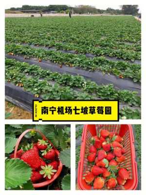 2021年南宁哪里有草莓采摘园,宾阳哪里有草莓摘-第2张图片-厨房小当家 2021年南宁哪里有草莓采摘园,宾阳哪里有草莓摘-第2张图片-厨房小当家