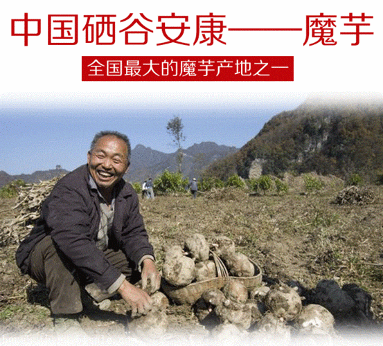 魔芋哪里能买(魔芋哪里能买到)-第3张图片-厨房小当家 魔芋哪里能买(魔芋哪里能买到)-第3张图片-厨房小当家