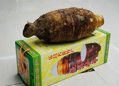 槟榔芋是什么啊,槟榔芋头出自哪里的特产-第2张图片-厨房小当家 槟榔芋是什么啊,槟榔芋头出自哪里的特产-第2张图片-厨房小当家