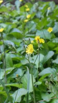 野麻菜哪里有（穷麻菜学名）-第3张图片-厨房小当家