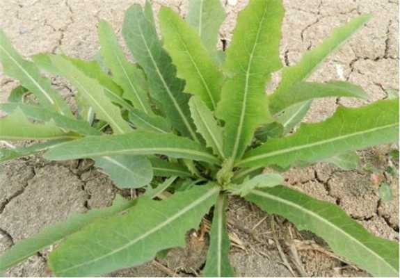 野麻菜哪里有（穷麻菜学名）-第2张图片-厨房小当家