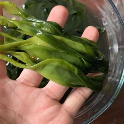 海带嫩芽哪里有(海带嫩芽的吃法)-第3张图片-厨房小当家 海带嫩芽哪里有(海带嫩芽的吃法)-第3张图片-厨房小当家