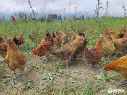 乌鲁木齐哪有销售土鸡的,新疆哪里收土鸡最多-第1张图片-厨房小当家 乌鲁木齐哪有销售土鸡的,新疆哪里收土鸡最多-第1张图片-厨房小当家