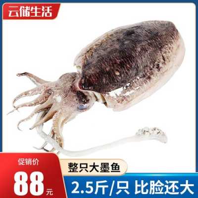 大墨鱼哪里买(鱿鱼墨鱼八爪鱼哪种贵)-第2张图片-厨房小当家 大墨鱼哪里买(鱿鱼墨鱼八爪鱼哪种贵)-第2张图片-厨房小当家