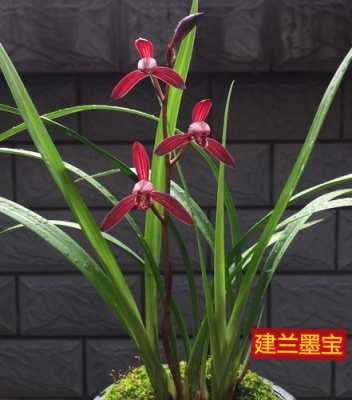 紫兰花哪里买(紫兰花哪里买的到)-第2张图片-厨房小当家 紫兰花哪里买(紫兰花哪里买的到)-第2张图片-厨房小当家