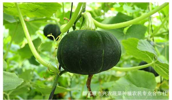 绿南瓜哪里有(南瓜是绿通产品吗)-第1张图片-厨房小当家 绿南瓜哪里有(南瓜是绿通产品吗)-第1张图片-厨房小当家