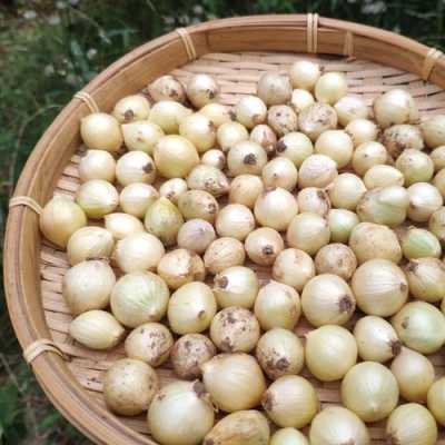 苦茭产于哪里(苦藠是什么形状的)-第2张图片-厨房小当家 苦茭产于哪里(苦藠是什么形状的)-第2张图片-厨房小当家