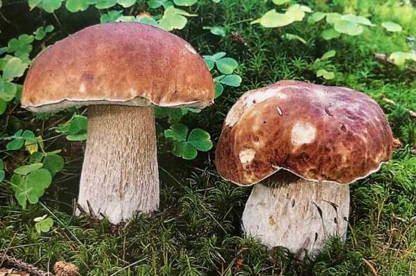大腿菇生长哪里(大腿菇生长哪里最多)-第3张图片-厨房小当家 大腿菇生长哪里(大腿菇生长哪里最多)-第3张图片-厨房小当家