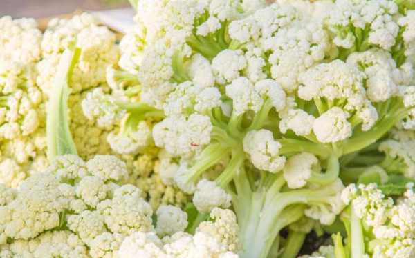 有机菜花吃哪里(有机菜花吃哪里的好)-第3张图片-厨房小当家 有机菜花吃哪里(有机菜花吃哪里的好)-第3张图片-厨房小当家