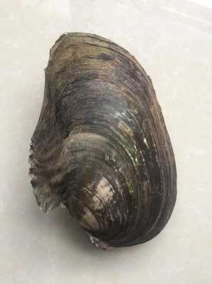 河蚌里面黄的是啥,河蚌黄是哪块-第2张图片-厨房小当家 河蚌里面黄的是啥,河蚌黄是哪块-第2张图片-厨房小当家