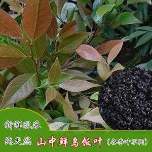 哪里盛产乌树叶(哪里盛产乌树叶子)-第1张图片-厨房小当家 哪里盛产乌树叶(哪里盛产乌树叶子)-第1张图片-厨房小当家