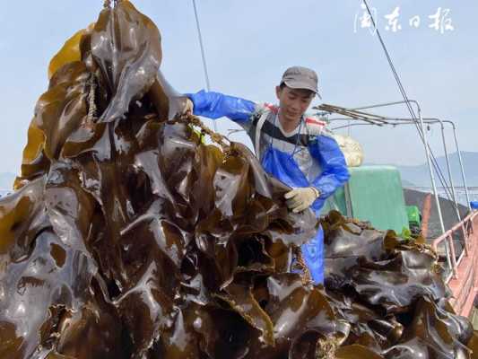 广东哪里批发海带最便宜,广东哪里有海菜花-第3张图片-厨房小当家 广东哪里批发海带最便宜,广东哪里有海菜花-第3张图片-厨房小当家