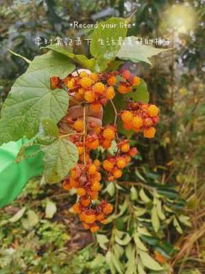 树莓蛋糕哪里有(树莓哈瑞太兹好吃吗)-第2张图片-厨房小当家 树莓蛋糕哪里有(树莓哈瑞太兹好吃吗)-第2张图片-厨房小当家