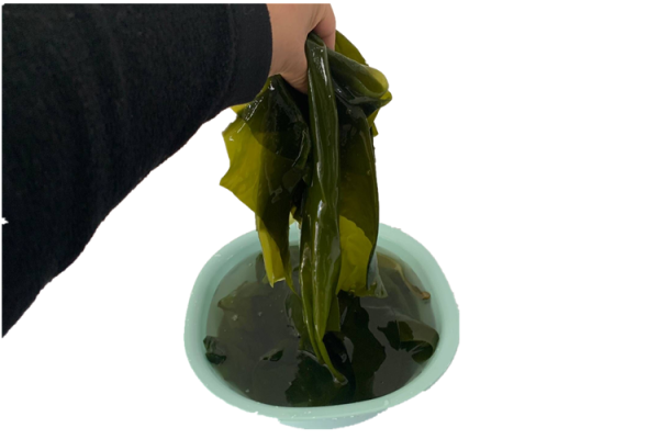 海边的薄海带可以吃吗,很薄的海带-第3张图片-厨房小当家 海边的薄海带可以吃吗,很薄的海带-第3张图片-厨房小当家