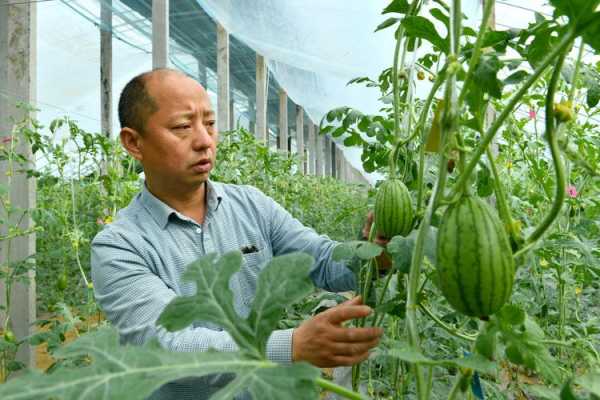 孟津西瓜在哪里(洛阳国家地理标志)-第3张图片-厨房小当家 孟津西瓜在哪里(洛阳国家地理标志)-第3张图片-厨房小当家