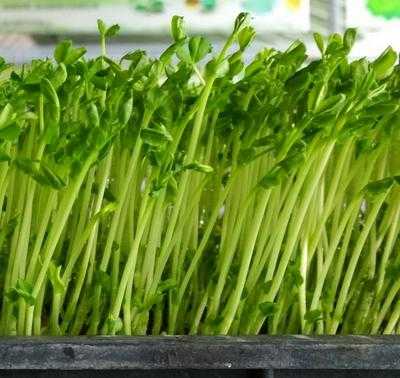 十大芽苗菜排名,豆芽种哪里好吃-第2张图片-厨房小当家 十大芽苗菜排名,豆芽种哪里好吃-第2张图片-厨房小当家