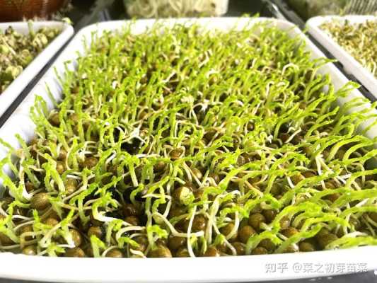十大芽苗菜排名,豆芽种哪里好吃-第1张图片-厨房小当家 十大芽苗菜排名,豆芽种哪里好吃-第1张图片-厨房小当家