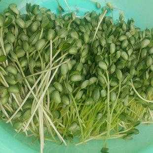 十大芽苗菜排名,豆芽种哪里好吃-第3张图片-厨房小当家 十大芽苗菜排名,豆芽种哪里好吃-第3张图片-厨房小当家