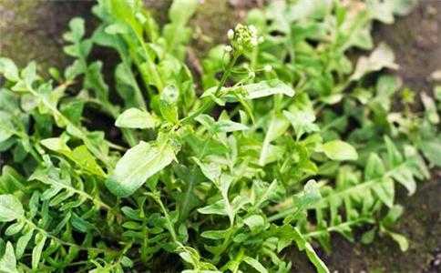 北方哪里卖荠菜(北方有荠菜吗)-第2张图片-厨房小当家 北方哪里卖荠菜(北方有荠菜吗)-第2张图片-厨房小当家