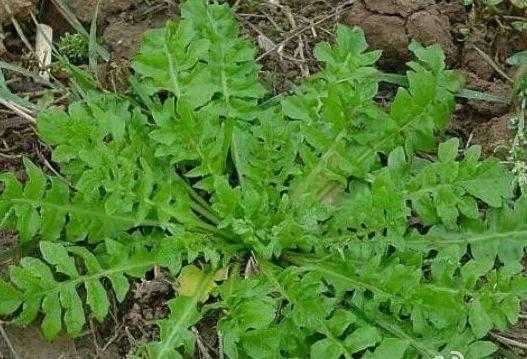 北方哪里卖荠菜(北方有荠菜吗)-第3张图片-厨房小当家 北方哪里卖荠菜(北方有荠菜吗)-第3张图片-厨房小当家