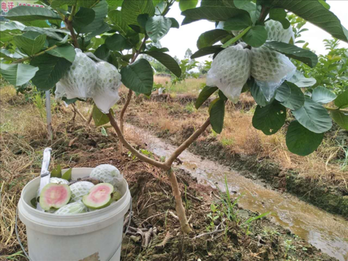 中国哪里有芭乐(中国哪里有芭乐种植基地)-第2张图片-厨房小当家 中国哪里有芭乐(中国哪里有芭乐种植基地)-第2张图片-厨房小当家