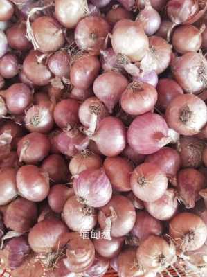 大葱头哪里卖(葱头跟葱尾分开卖吗)-第1张图片-厨房小当家 大葱头哪里卖(葱头跟葱尾分开卖吗)-第1张图片-厨房小当家