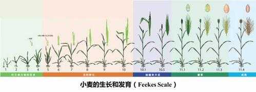 小麦从哪里走(小麦从哪里走出来的)-第2张图片-厨房小当家 小麦从哪里走(小麦从哪里走出来的)-第2张图片-厨房小当家