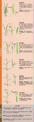 小麦从哪里走(小麦从哪里走出来的)-第1张图片-厨房小当家 小麦从哪里走(小麦从哪里走出来的)-第1张图片-厨房小当家